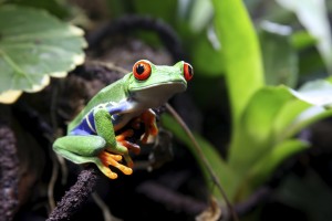 A Red-Eyed Tree Frog (Agalychnis callidryas) sitting along a vine with green plants in the background